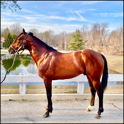 Harness Racing - USTA Stallion Registry - United States Trotting ...